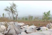 (VIDEO)Watch As Fulani Herdsmen Uproot Cassava From People’s Farm To Feed Their Cows