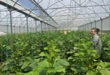 UN conference cites Egypt’s ‘NWFE’ programme as model for development finance