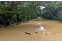 Urban Alert raises alarm over illegal gold mining expansion on Osun River