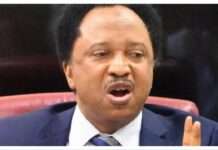 Hiding not an option – Shehu Sani advises Nigerians amid deportation threat in US